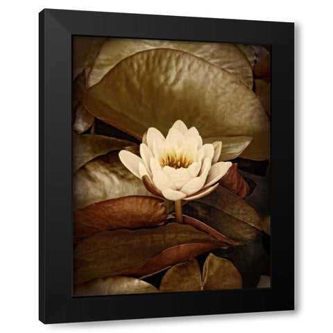 Lily Pad Single Black Modern Wood Framed Art Print with Double Matting by Perry, Rachel