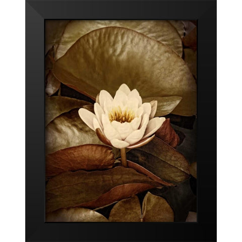 Lily Pad Single Black Modern Wood Framed Art Print by Perry, Rachel