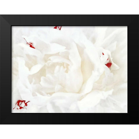 White Linen Peony I Black Modern Wood Framed Art Print by Perry, Rachel