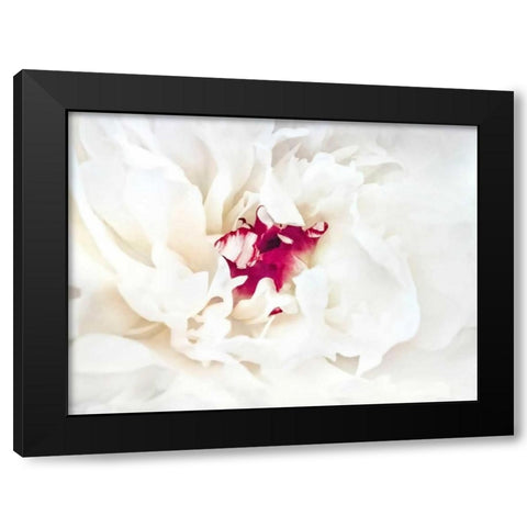 White Linen Peony II Black Modern Wood Framed Art Print with Double Matting by Perry, Rachel
