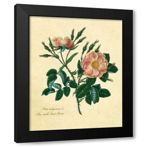 Sweet Briar Rose Black Modern Wood Framed Art Print with Double Matting by Lawrence, Mary