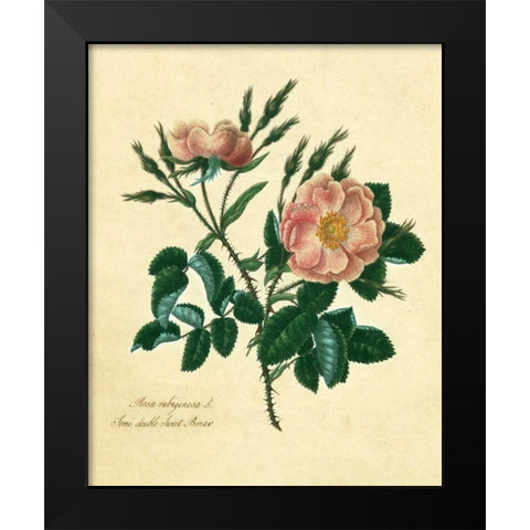 Sweet Briar Rose Black Modern Wood Framed Art Print by Lawrence, Mary