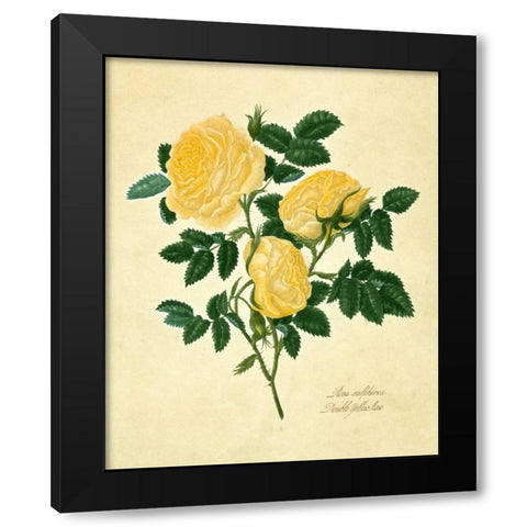 Double Yellow Rose Black Modern Wood Framed Art Print with Double Matting by Lawrence, Mary