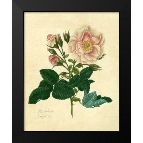 Frankfort Rose Black Modern Wood Framed Art Print by Lawrence, Mary