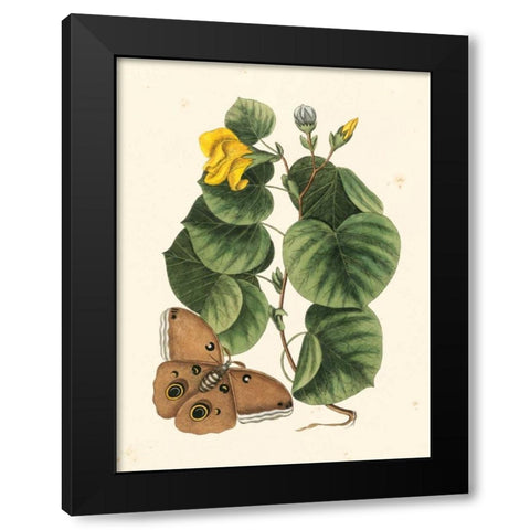 Catesby Butterfly and Botanical I Black Modern Wood Framed Art Print with Double Matting by Catesby, Mark