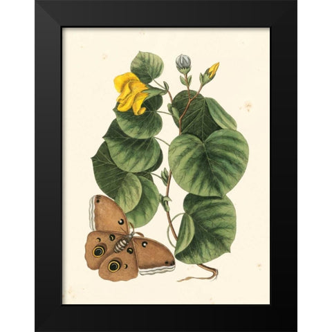 Catesby Butterfly and Botanical I Black Modern Wood Framed Art Print by Catesby, Mark