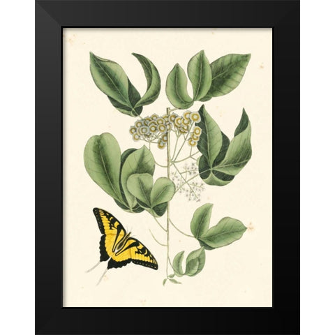 Non-Embellished Catesby Butterfly and Botanical II Black Modern Wood Framed Art Print by Catesby, Mark