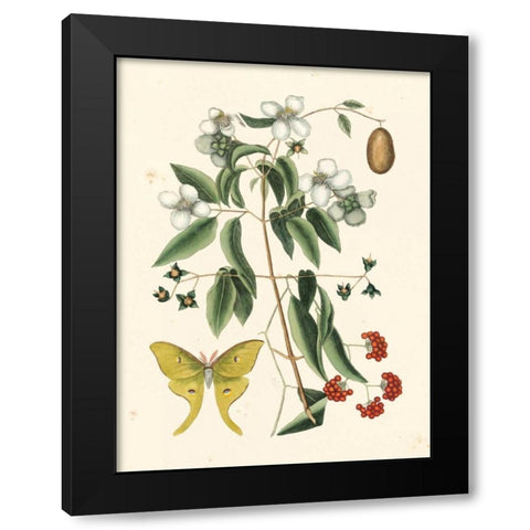 Catesby Butterfly and Botanical III Black Modern Wood Framed Art Print by Catesby, Mark