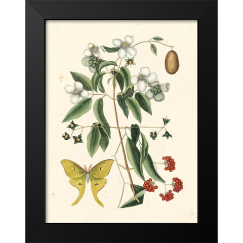 Catesby Butterfly and Botanical III Black Modern Wood Framed Art Print by Catesby, Mark