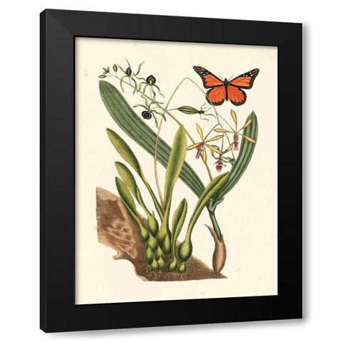 Catesby Butterfly and Botanical IV Black Modern Wood Framed Art Print with Double Matting by Catesby, Mark