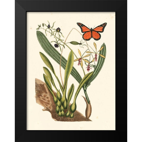 Catesby Butterfly and Botanical IV Black Modern Wood Framed Art Print by Catesby, Mark