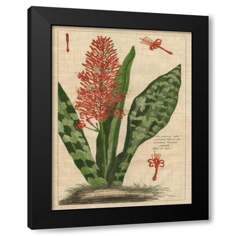 Botanical Study on Linen I Black Modern Wood Framed Art Print by Vision Studio