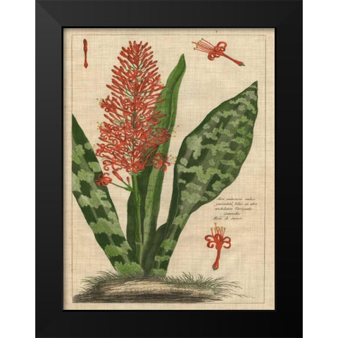 Botanical Study on Linen I Black Modern Wood Framed Art Print by Vision Studio