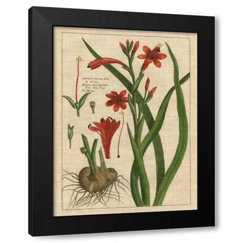 Botanical Study on Linen II Black Modern Wood Framed Art Print with Double Matting by Vision Studio