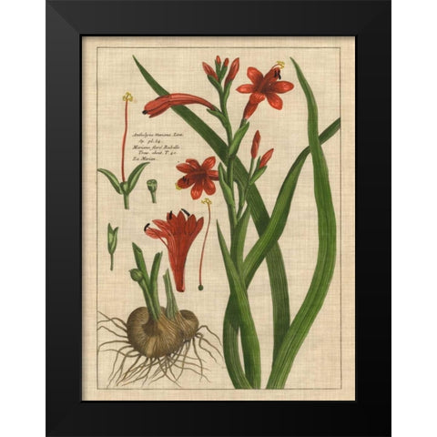 Botanical Study on Linen II Black Modern Wood Framed Art Print by Vision Studio