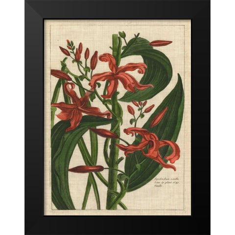 Botanical Study on Linen III Black Modern Wood Framed Art Print by Vision Studio