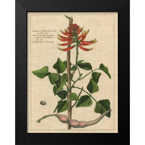 Botanical Study on Linen IV Black Modern Wood Framed Art Print by Vision Studio