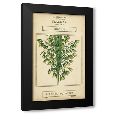 Linnaean Botany I Black Modern Wood Framed Art Print with Double Matting by Vision Studio
