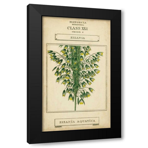 Linnaean Botany I Black Modern Wood Framed Art Print by Vision Studio