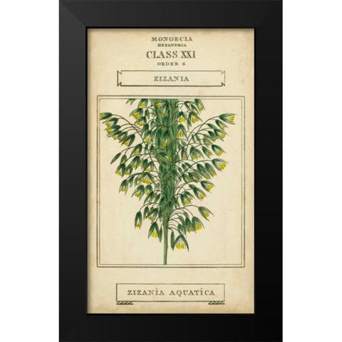 Linnaean Botany I Black Modern Wood Framed Art Print by Vision Studio