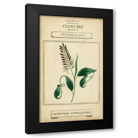 Linnaean Botany II Black Modern Wood Framed Art Print with Double Matting by Vision Studio