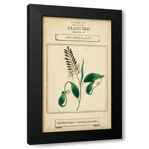 Linnaean Botany II Black Modern Wood Framed Art Print by Vision Studio