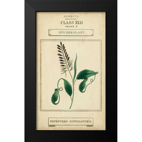 Linnaean Botany II Black Modern Wood Framed Art Print by Vision Studio