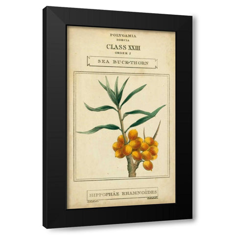 Linnaean Botany III Black Modern Wood Framed Art Print with Double Matting by Vision Studio
