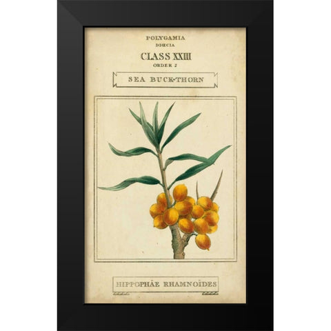 Linnaean Botany III Black Modern Wood Framed Art Print by Vision Studio