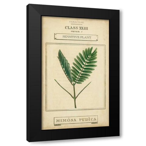 Linnaean Botany IV Black Modern Wood Framed Art Print by Vision Studio