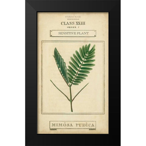 Linnaean Botany IV Black Modern Wood Framed Art Print by Vision Studio