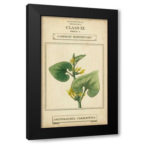 Linnaean Botany V Black Modern Wood Framed Art Print with Double Matting by Vision Studio