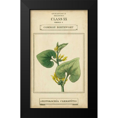Linnaean Botany V Black Modern Wood Framed Art Print by Vision Studio
