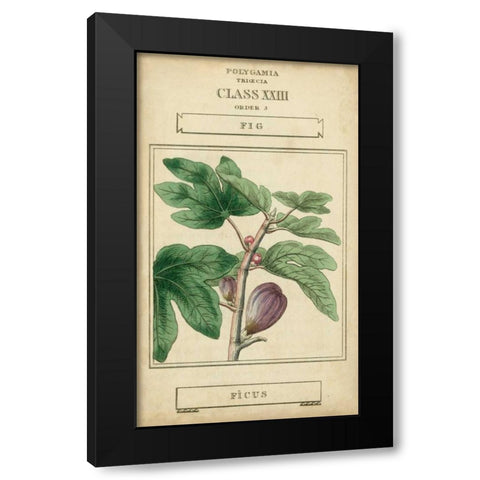 Linnaean Botany VI Black Modern Wood Framed Art Print with Double Matting by Vision Studio
