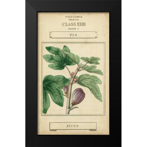 Linnaean Botany VI Black Modern Wood Framed Art Print by Vision Studio