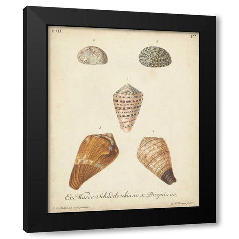 Antique Knorr Shells I Black Modern Wood Framed Art Print with Double Matting by Knorr