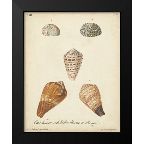 Antique Knorr Shells I Black Modern Wood Framed Art Print by Knorr
