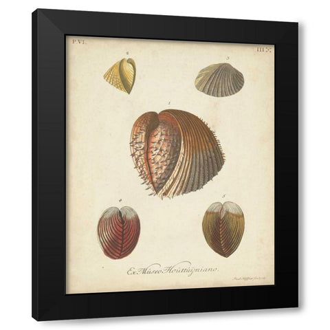 Antique Knorr Shells II Black Modern Wood Framed Art Print by Knorr