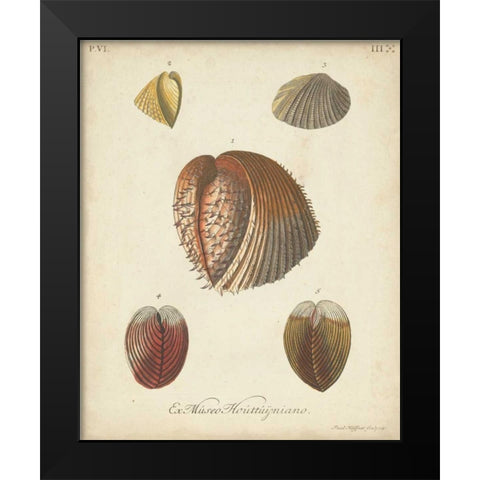 Antique Knorr Shells II Black Modern Wood Framed Art Print by Knorr