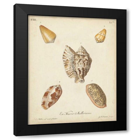 Antique Knorr Shells III Black Modern Wood Framed Art Print by Knorr