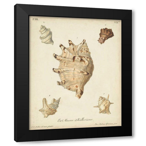 Antique Knorr Shells IV Black Modern Wood Framed Art Print by Knorr