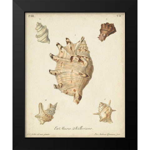Antique Knorr Shells IV Black Modern Wood Framed Art Print by Knorr