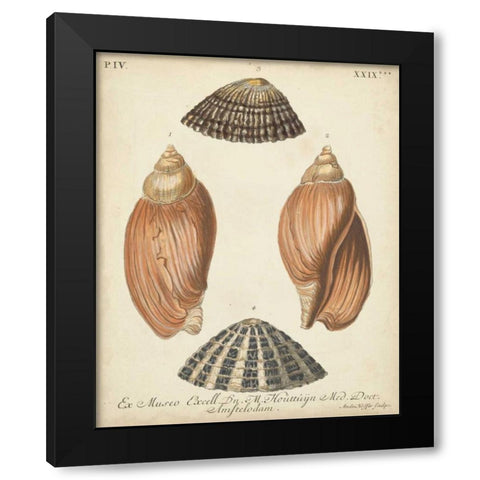 Antique Knorr Shells V Black Modern Wood Framed Art Print with Double Matting by Knorr