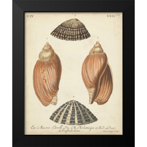 Antique Knorr Shells V Black Modern Wood Framed Art Print by Knorr