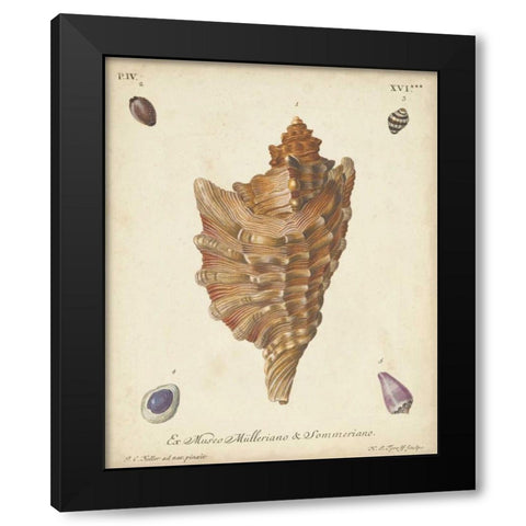 Antique Knorr Shells VI Black Modern Wood Framed Art Print with Double Matting by Knorr