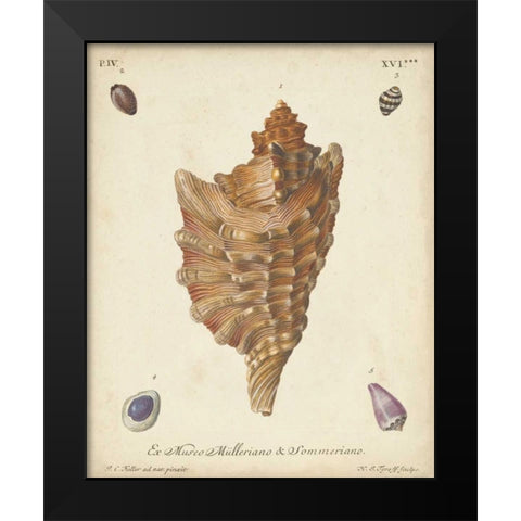 Antique Knorr Shells VI Black Modern Wood Framed Art Print by Knorr