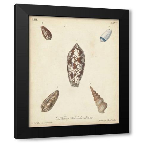 Antique Knorr Shells VII Black Modern Wood Framed Art Print with Double Matting by Knorr