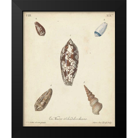 Antique Knorr Shells VII Black Modern Wood Framed Art Print by Knorr