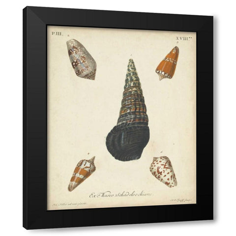 Antique Knorr Shells VIII Black Modern Wood Framed Art Print with Double Matting by Knorr