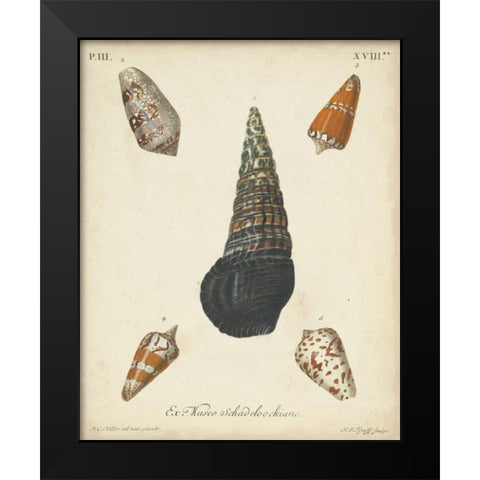 Antique Knorr Shells VIII Black Modern Wood Framed Art Print by Knorr